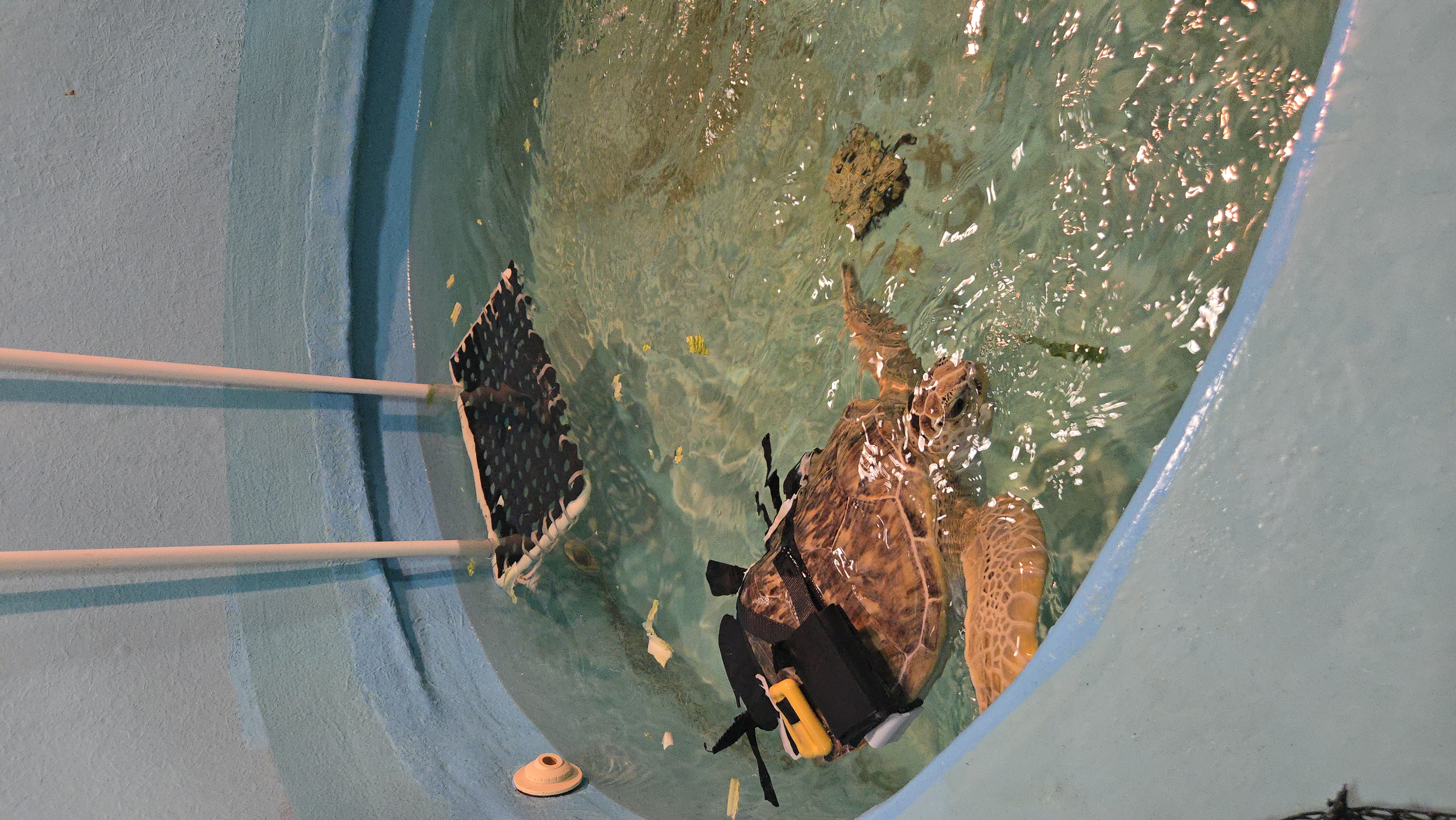 Ms. Chestnut with vest